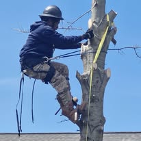 Custom Tree Climber 3D Figurine – Personalized Arborist Sculpture